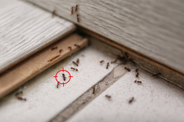 Best Best Pest Control Companies  in Cinco Ranch, TX