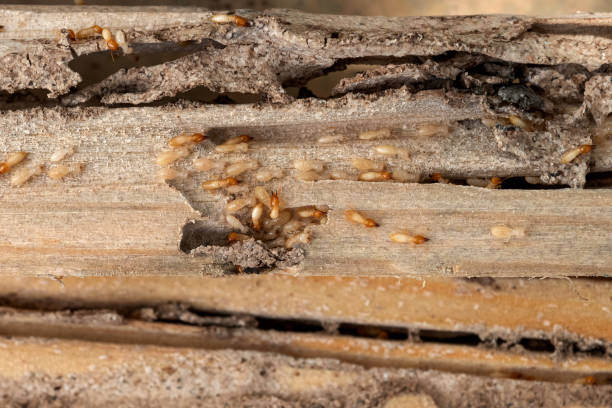 Pest Control Cost in Cinco Ranch, TX